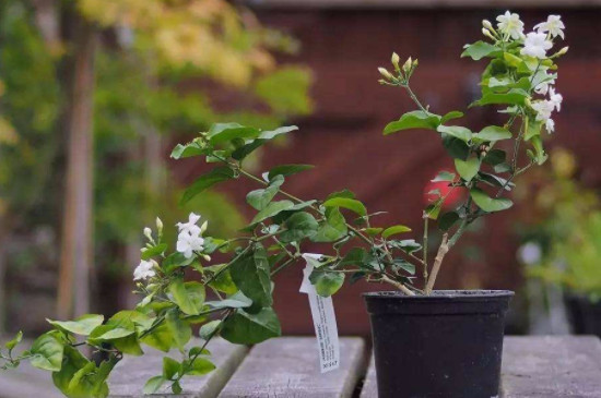 茉莉花的养殖方法与技巧