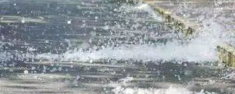 白杨树飞絮治理的方法