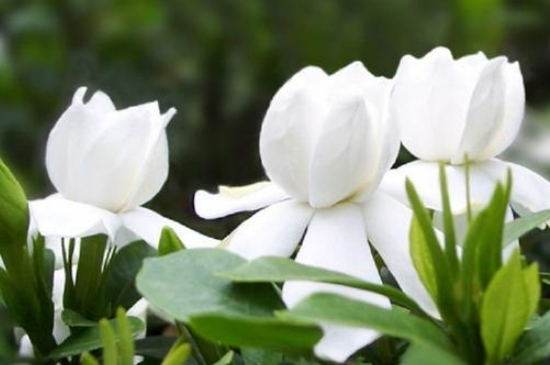 栀子花怎么保存