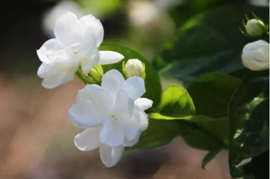 茉莉花开花期间怎么养护