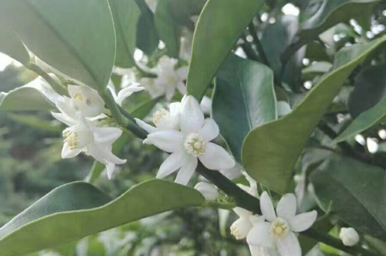 金桔几月开花