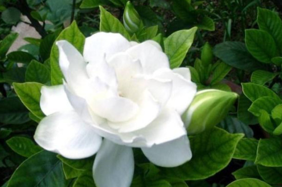 栀子花摘下来怎么保存时间长