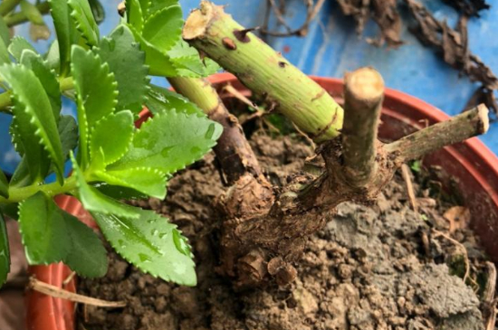 玫瑰花怎么生根