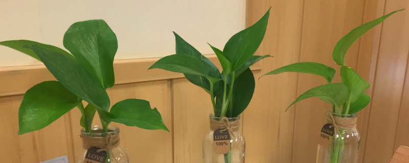 绿萝在水里能生长吗