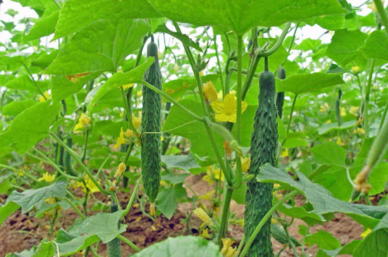 黄瓜插接的操作步骤和方法