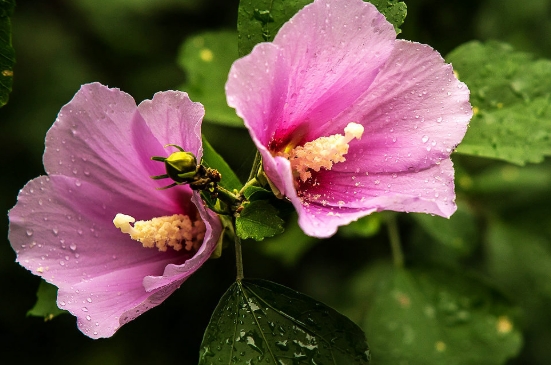 木槿花为什么没开就掉