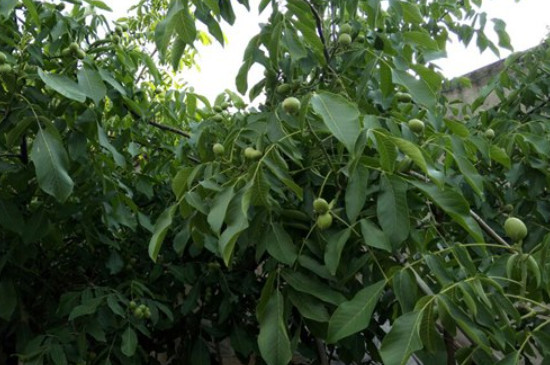 核桃树结的核桃都黑了怎么治