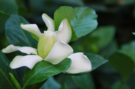 栀子花的移栽方法