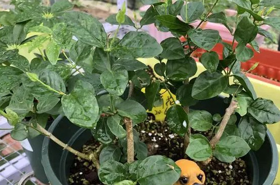 茉莉花花朵掉落是什么原因