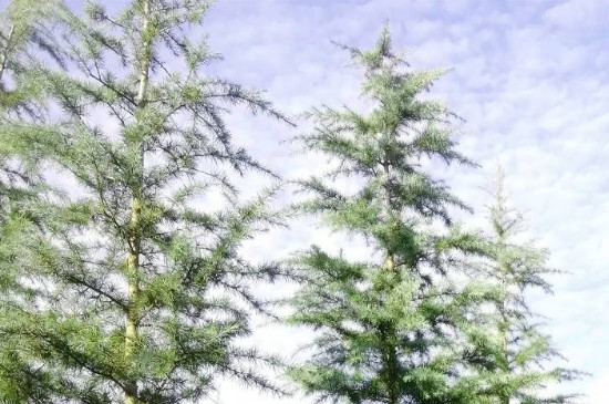 雪松的寓意和象征