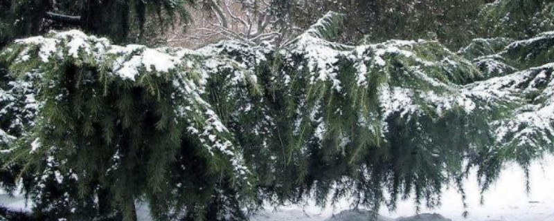 雪松的寓意和象征