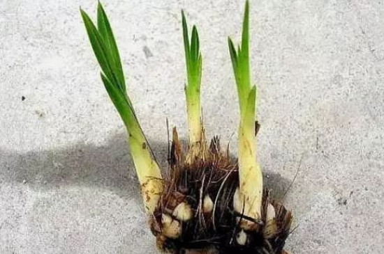 兰花芦头发黑怎么处理