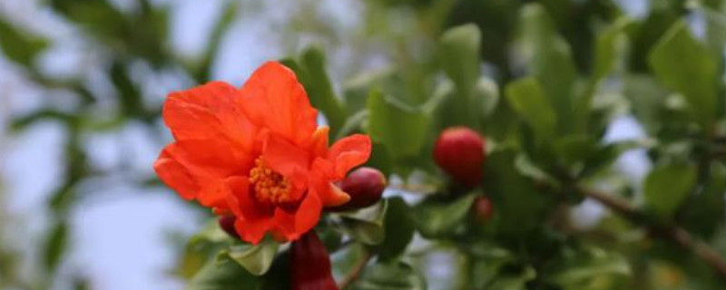 石榴开花的时间
