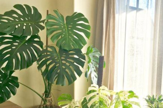 龟背竹如何修剪