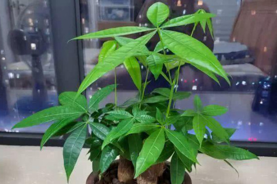 发财树施肥用什么肥料