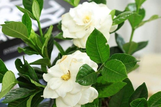 栀子花叶黄了补救措施