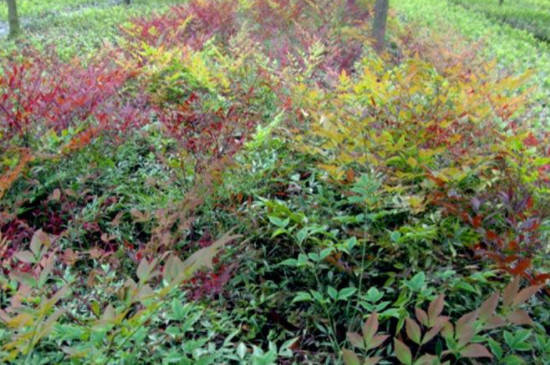 南天竹最低耐寒多少度