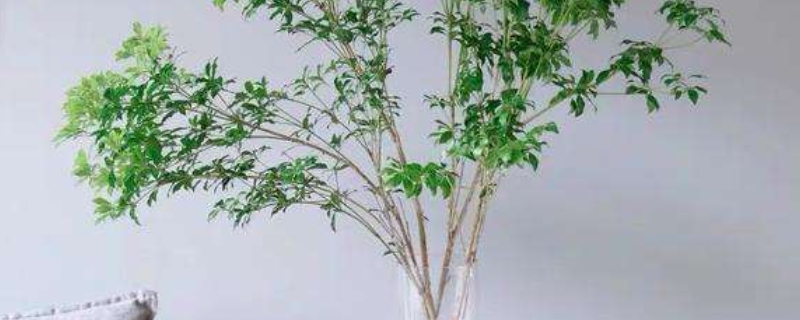 马醉木插水里能生根吗