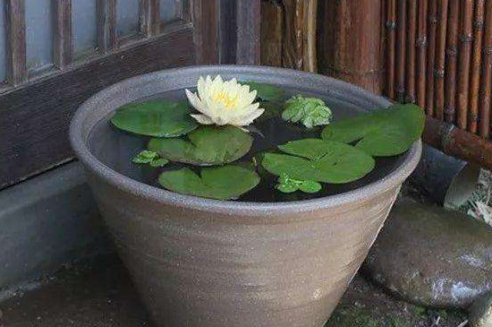 睡莲的水缸养殖方法
