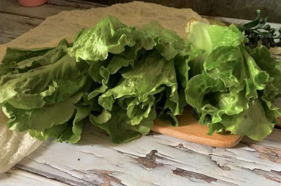 生菜种子没泡水种下能发芽吗