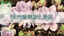bet365365体育
怎么换盆