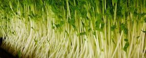 芽苗菜种植方法