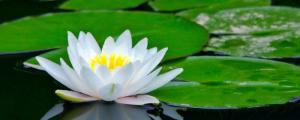 睡莲怎么养才能开花