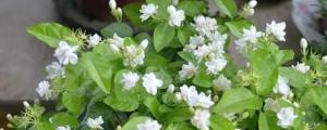 茉莉花夏天可以暴晒吗