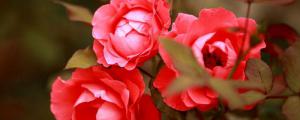 月季花上有虫子黑色的