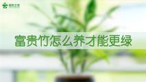 富贵竹怎么养才能更绿