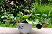碧玉植物怎么养施肥，充足光照薄肥勤施
