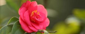 茶花怎么修剪