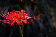 盘点十种招鬼的花，家里有这些花赶紧扔掉(易招鬼怪)