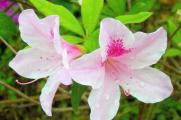 四季杜鹃花一年开几次，一年四季开花/春季开花最鲜艳