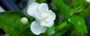 茉莉花多久施一次肥