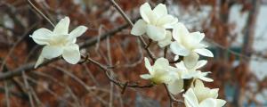 白玉兰花语