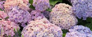 花手鞠绣球怎么修剪