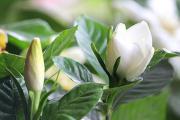 栀子花不开花的原因及解决方法，6个方面教你完美解决