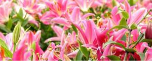 百合花语和寓意是什么意思
