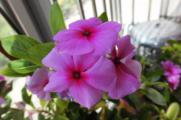 朝鲜的国花是什么花，金达莱(附养殖方法)