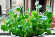铜钱草冬天怎么养，4个步骤促使安全越冬
