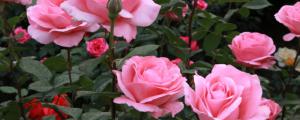 月季花苞发黄掉落怎么回事