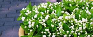 茉莉花多久浇一次水