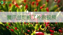 蟹爪兰烂根了补救视频