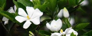 桅子花蕾没开就落了