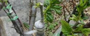 桃树嫁接时间和方法视频