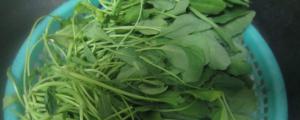 新鲜橄榄菜长什么样子