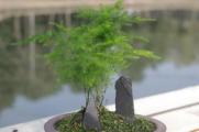 文竹放在哪里风水好，放在商铺能节节高升(带来财运)