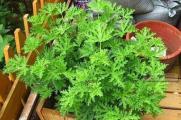 什么植物驱蚊效果最好，养盆蚊净香草让你远离蚊子的烦扰