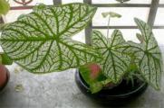 花叶芋叶子为什么长不大，缺乏光照土壤不适